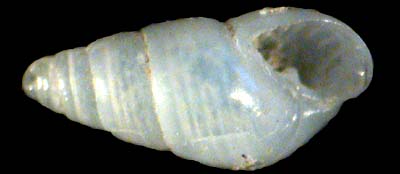 pyramellidae