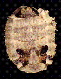 polyplacophora