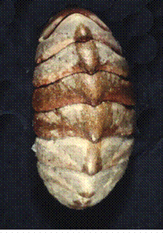 polyplacophora