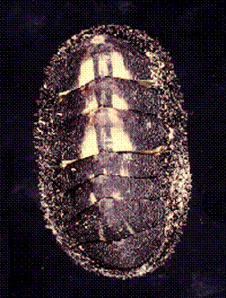 polyplacophora