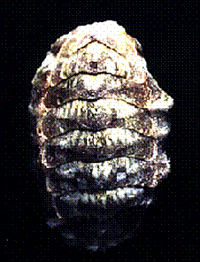polyplacophora