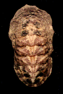 polyplacophora