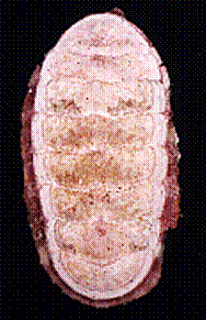 polyplacophora