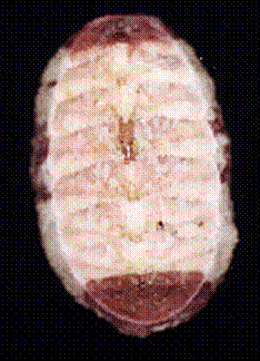 polyplacophora