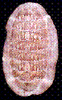 polyplacophora