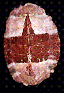 polyplacophora