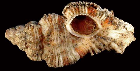 51