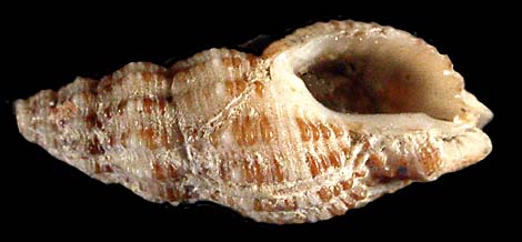 57