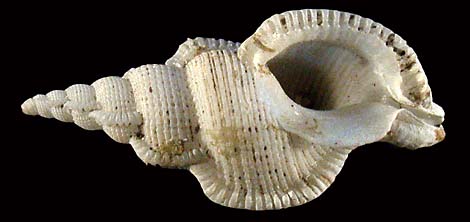63