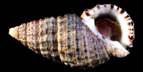 66