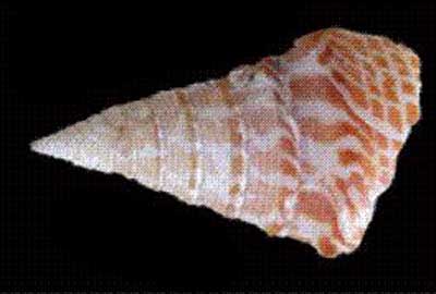 96