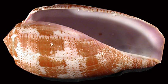 57