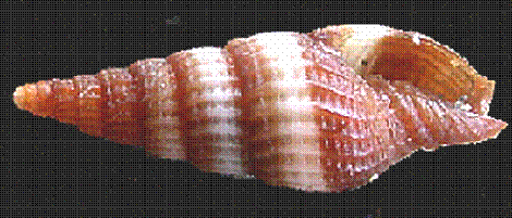 51