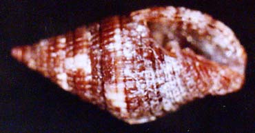 45