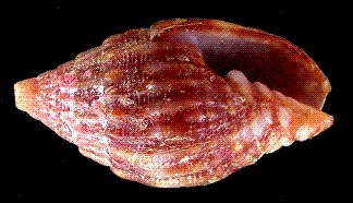 75