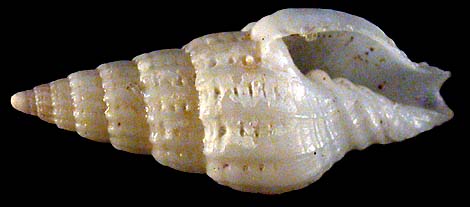 57