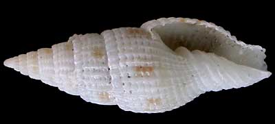 vexillum interpunctatum