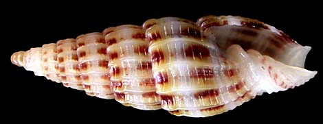 vexillum roseotinctum