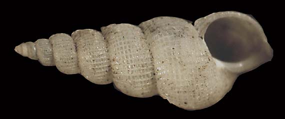 151