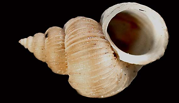 63