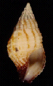 57