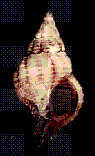 63