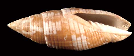 75