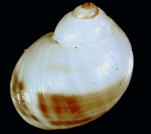 75