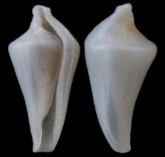crenovola gh1