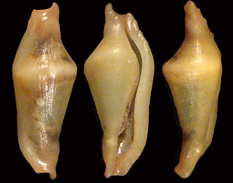 36