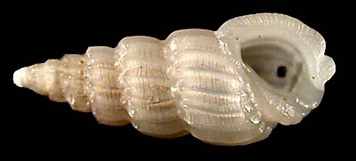 78