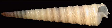 T.hoaraui
