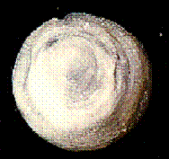 trimusculidae
