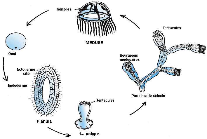 Cycle de dveloppement