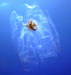 Biodiversit des tres vivants du lagon