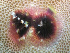 Biodiversit des tres vivants du lagon