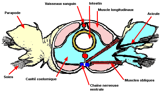 schéma d'une coupe transversale d'un segment