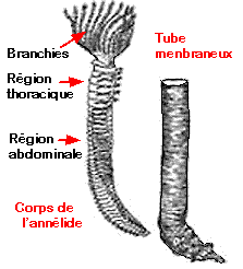 Schma d'une sabelle