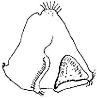 Larve cyphonaute