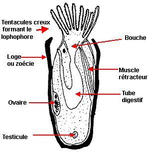 Un individu ou zoïde 