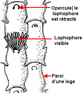 Organisation d'une colonie encroûtante