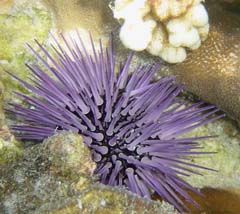 Echninometra mathaei