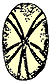 Echinoneus cyclostomus