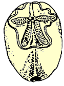 Brissus latercarinatus