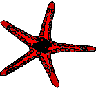 oursin : Fromia monilis