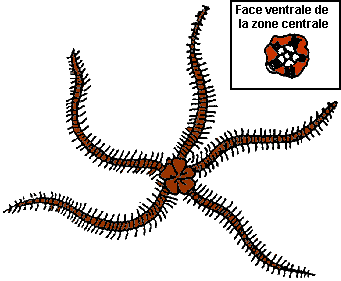 Ophiure des lagons 