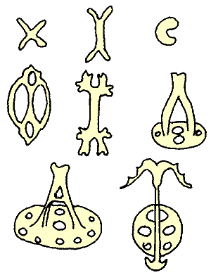 Différents spicules 