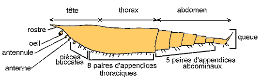 Structure schématique d'un crustacé