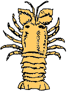 Cigale de mer 