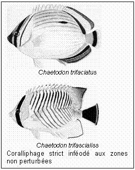 Chaetodon trifaciatus,Chaetodon trifascialiss